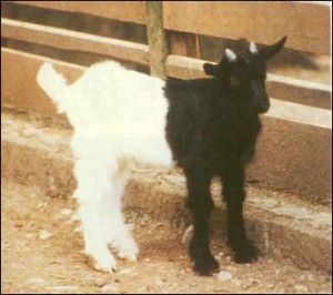 A képen egy kecskegida, amelynek az első fele fekete és hátsó része fehér színű.