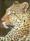 A képen egy pöttyös leopárd fényképe látható.