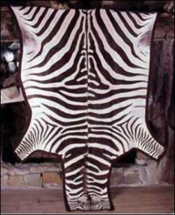 A képen a zebra irhájának fényképe látható.