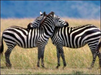 A képen két zebra látható.