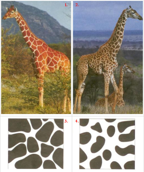 Az ábrán 4 kép látszik. 1.: egy vörösesbarna foltos zsiráf. 2.: két sötétbarna foltos zsiráf. 3. és 4.: szimuláció eredménye.